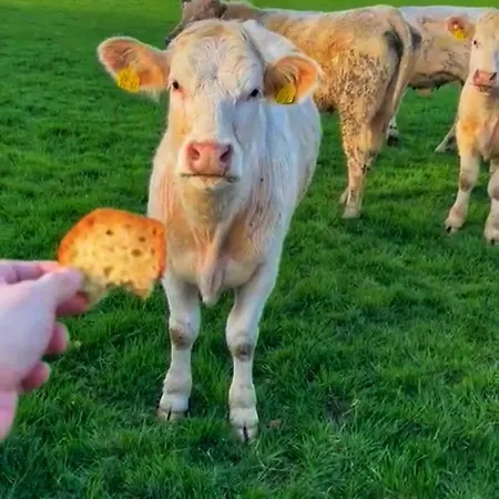 The Curragh Studio شقة