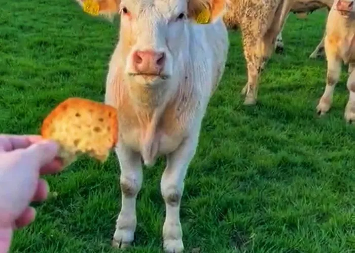 The Curragh Studio Apartamento